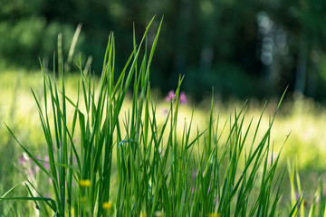 Beautiful green lawn freshly mowed