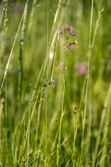 Beautiful green lawn freshly mowed