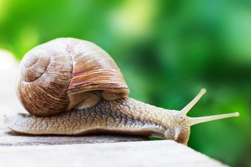 the snail crawls on a wooden background in the garden