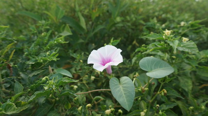 White flower with leaf background