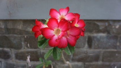 Red flower with brick background