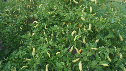 Chilli farm with leaf