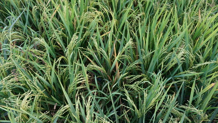 Paddy farm at village
