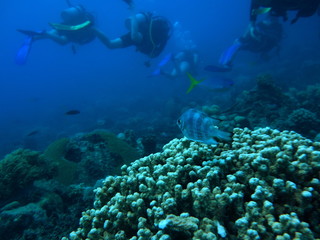Fototapeta na wymiar Diving the Great Barrier Reef