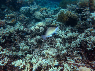 Naklejka na ściany i meble Diving the Great Barrier Reef