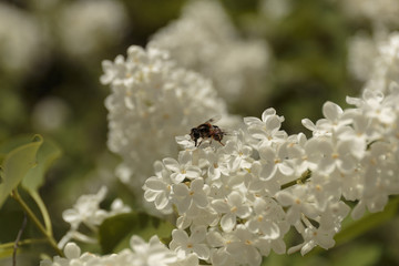 Shaggy bee collecting pollen on a white lilac flower.