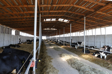 General view of a large cow farm outside the city