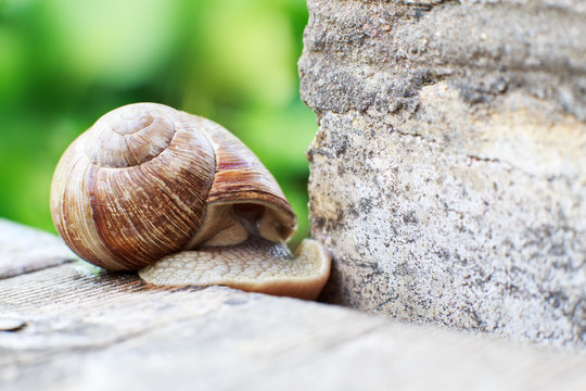 the snail crawls on a wooden background in the garden. the snail hid in a shell