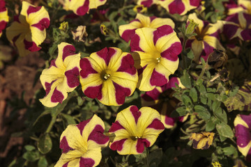 Unusual violaceus and yellow striped petunia flowers, in an outdoors setting.