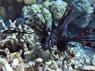 Diving the Great Barrier Reef