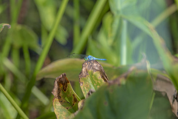 A Little Blue Dasher