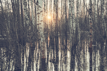 Obraz premium Floodwaters in the forest, melting snow. Sunset in the grove.