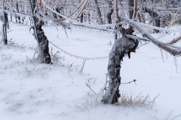 Vine branches encapsulated in ice