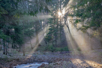 Sunlight in the spring forest.