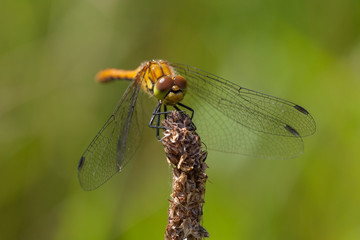 Blutrote Heidelibelle