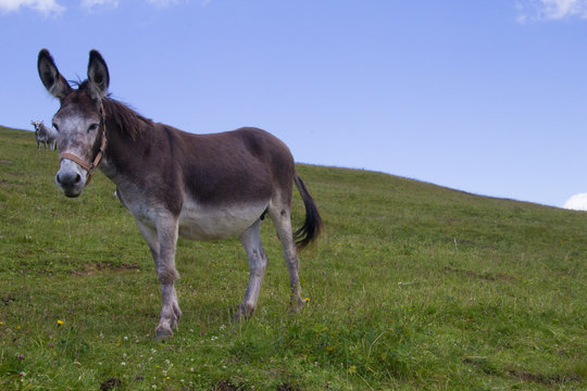 asino al pascolo