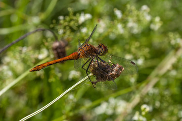 Blutrote Heidelibelle