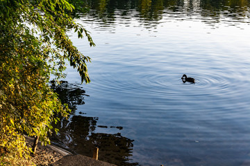 Entspannte Ente am See