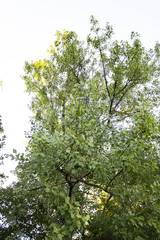 Baum gegen den Himmel 