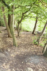 Idyllischer Waldspaziergang (Hochformat)