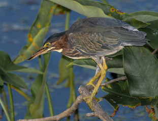 Green Heron on the Prowl