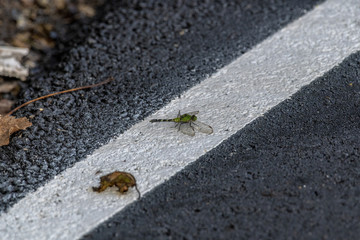 Eastern Pondhawk