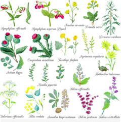 Set of field medicinal herbs. Watercolor vector illustration. Burdock, mint, mother-and-stepmom, Jerusalem artichoke, horse chestnut. 