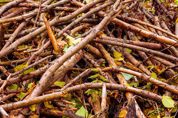 Photo of many branches in orange autumn forest