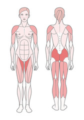 Figure of the woman, the scheme of the basic trained muscles. Front and rear view.  Isolated on white background