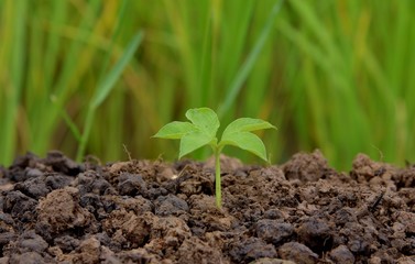 green plant growing in soil on nature, green earth concept.