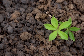 trees young plant growing in soil on soil background.