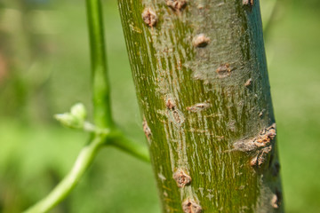 Stalk of a bush bean plant, close-up.