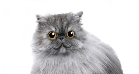 Cute persian cat feelling happy with big eye
