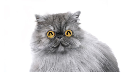 Cute persian cat feelling happy with big eye