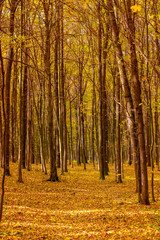 Photo of orange autumn forest with leaves and road