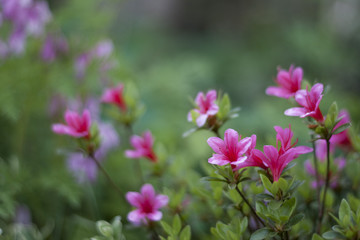 Fototapeta na wymiar pink little flowers in garden