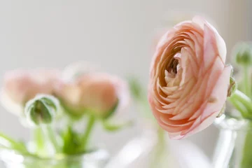 Fotobehang beautiful ranunculus flowers  © Laura