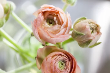 Deurstickers beautiful ranunculus flowers  © Laura