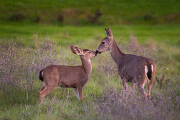 Deers