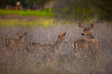 Deers