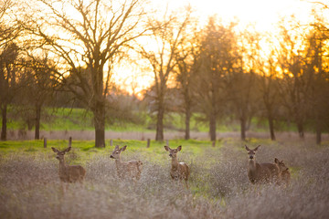 Deers in forest