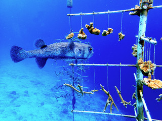 Porcupine fish exploring coral restoration nursery