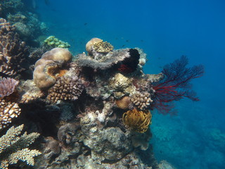 Naklejka na ściany i meble Diving the Great Barrier Reef