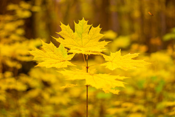 Photo of orange autumn forest with leaves