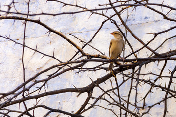 Indian bird in a thorntree