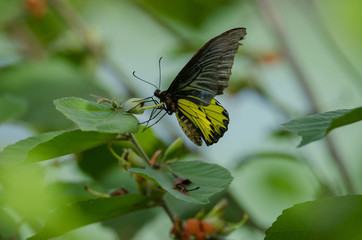 Golden Birdwing butterfly perching on flower