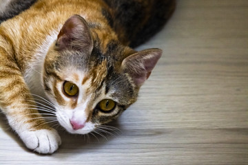 Ginger cat on the wooden floor