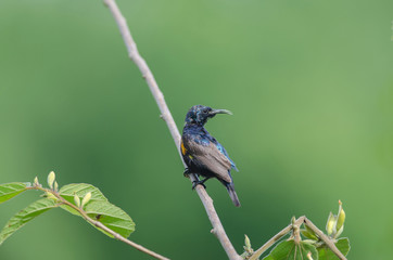 Purple Sunbird on a branch in nature