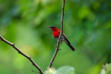 Crimson Sunbird catch on branch in nature