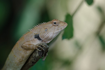 Oriental Garden Lizard sitting on tree bark